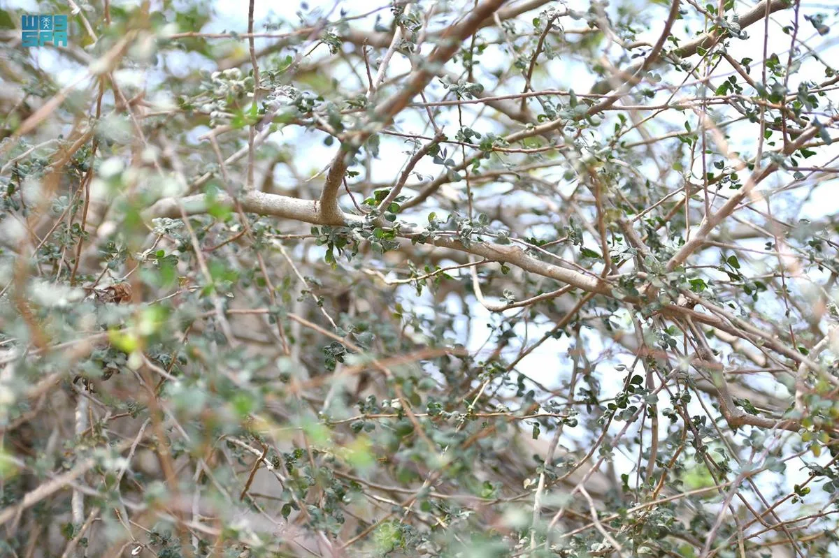 نجاح زراعة الأراك في صحراء السعودية أراك