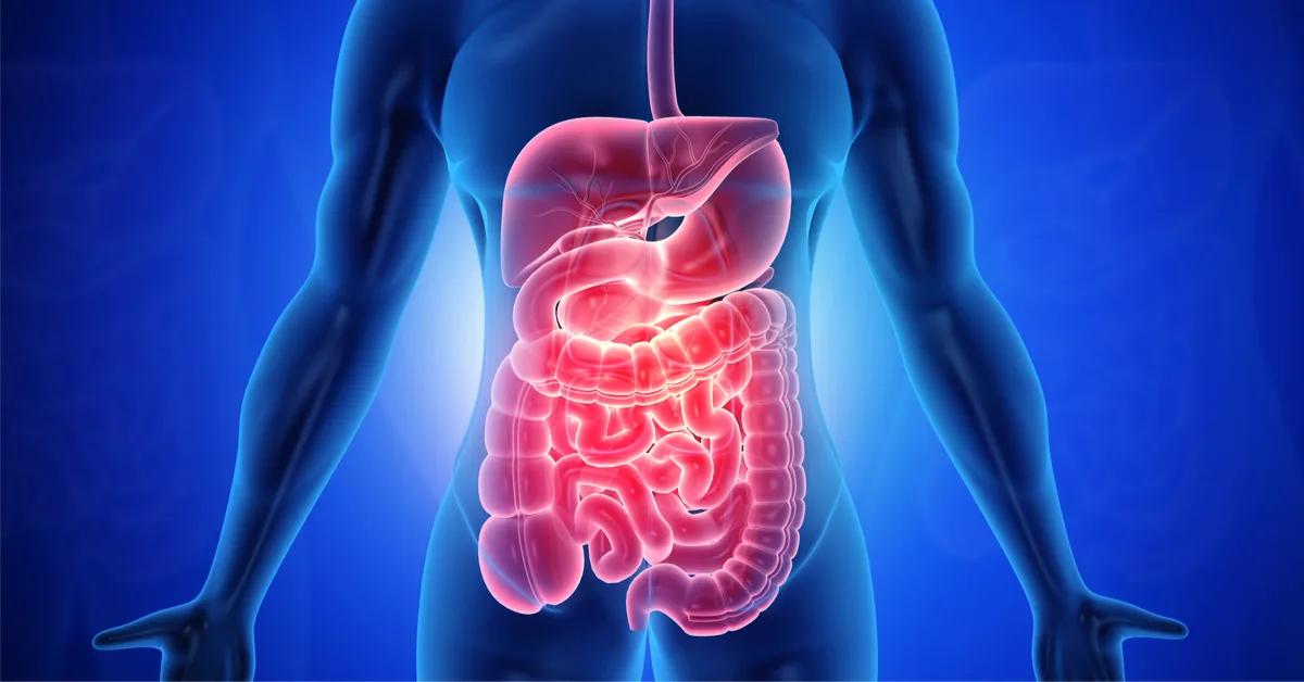 أطعمة تنظف الأمعاء بطريقة طبيعية الأمعاء