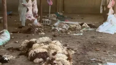 6630BA48 6F12 42C0 A26A C8BAB1F5250A 650x365.jpeg