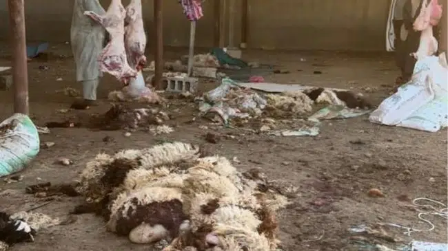 فرق رقابية تضبط منشأة غير نظامية للذبح في الرياض وتتخذ إجراءات فورية 6630BA48 6F12 42C0 A26A C8BAB1F5250A