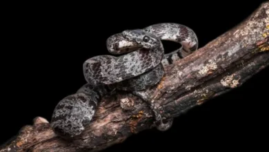 الهند توثق ثعباناً جديدًا غير سام يعكس ثراء تنوعها البيولوجي ثعبان