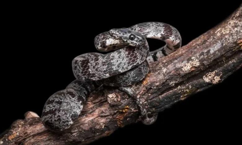 الهند توثق ثعباناً جديدًا غير سام يعكس ثراء تنوعها البيولوجي ثعبان