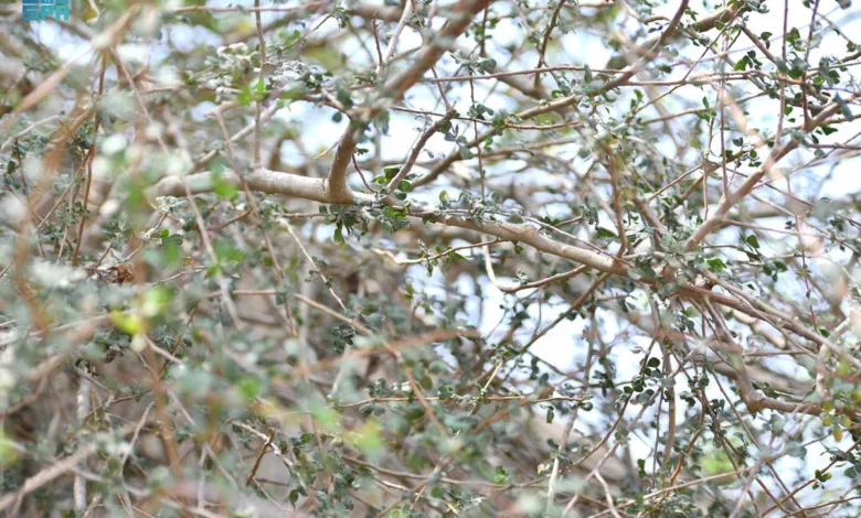 نجاح زراعة الأراك في صحراء السعودية أراك