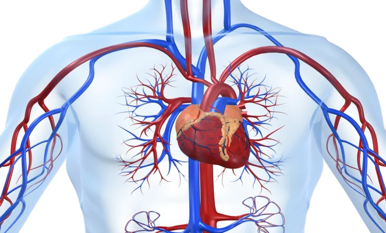 أطعمة تنظف الشرايين بشكل طبيعي - ماذا تؤكد الأبحاث؟ ضربات القلب