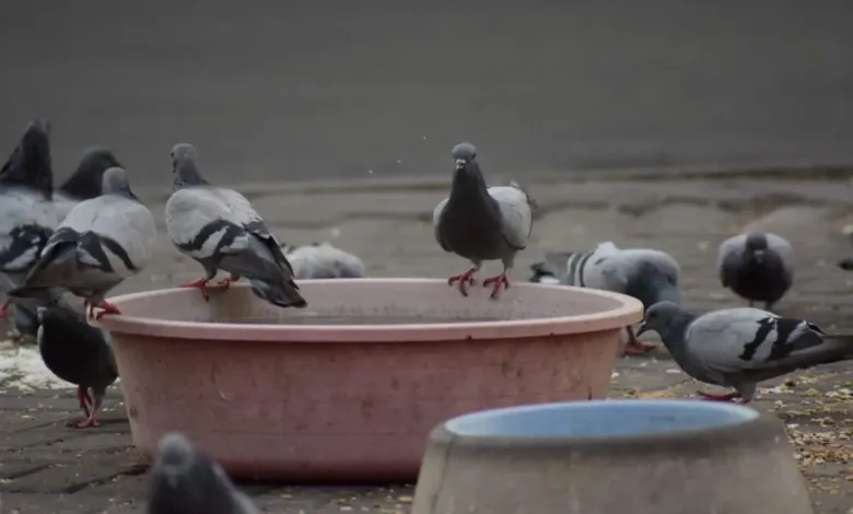 أمانة مكة تحذر من إطعام الطيور في الأماكن العامة ط