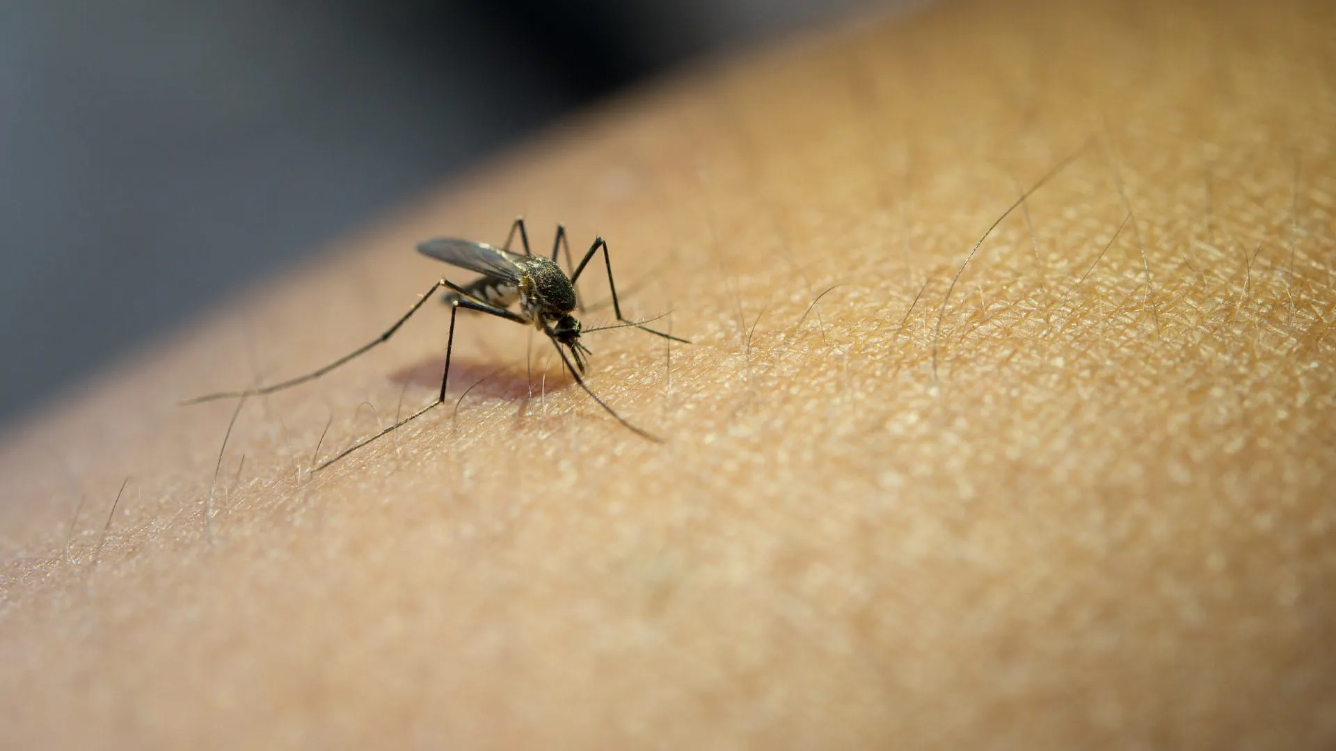 البعوض لا يختار عشوائيًا.. عوامل خفية تحدد ضحاياه بعتوضة