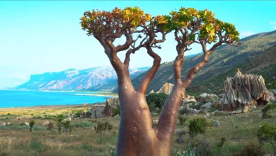 اليمن: وصول المنحة السعودية من المشتقات النفطية الى سقطري سقطري