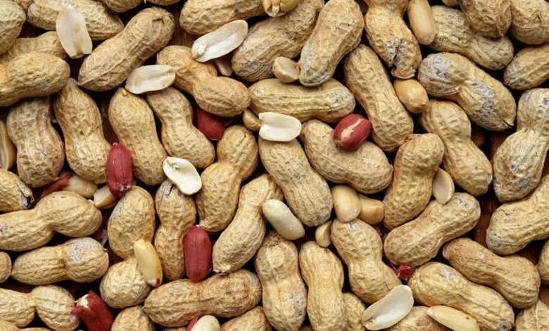 القحطاني يكشف: الفول السوداني يتفوق بروتينيًا على اللحوم فول سوداني