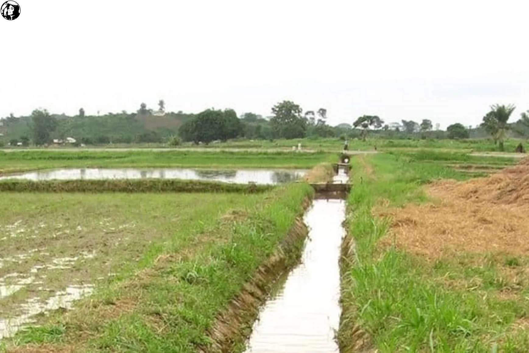 مشروع الجزيرة