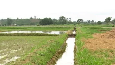 مشروع الجزيرة