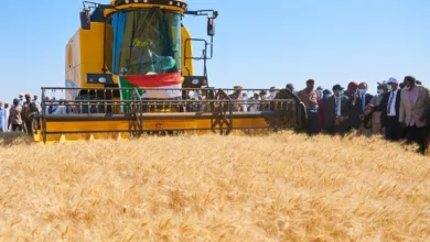 مشروع الجزيرة