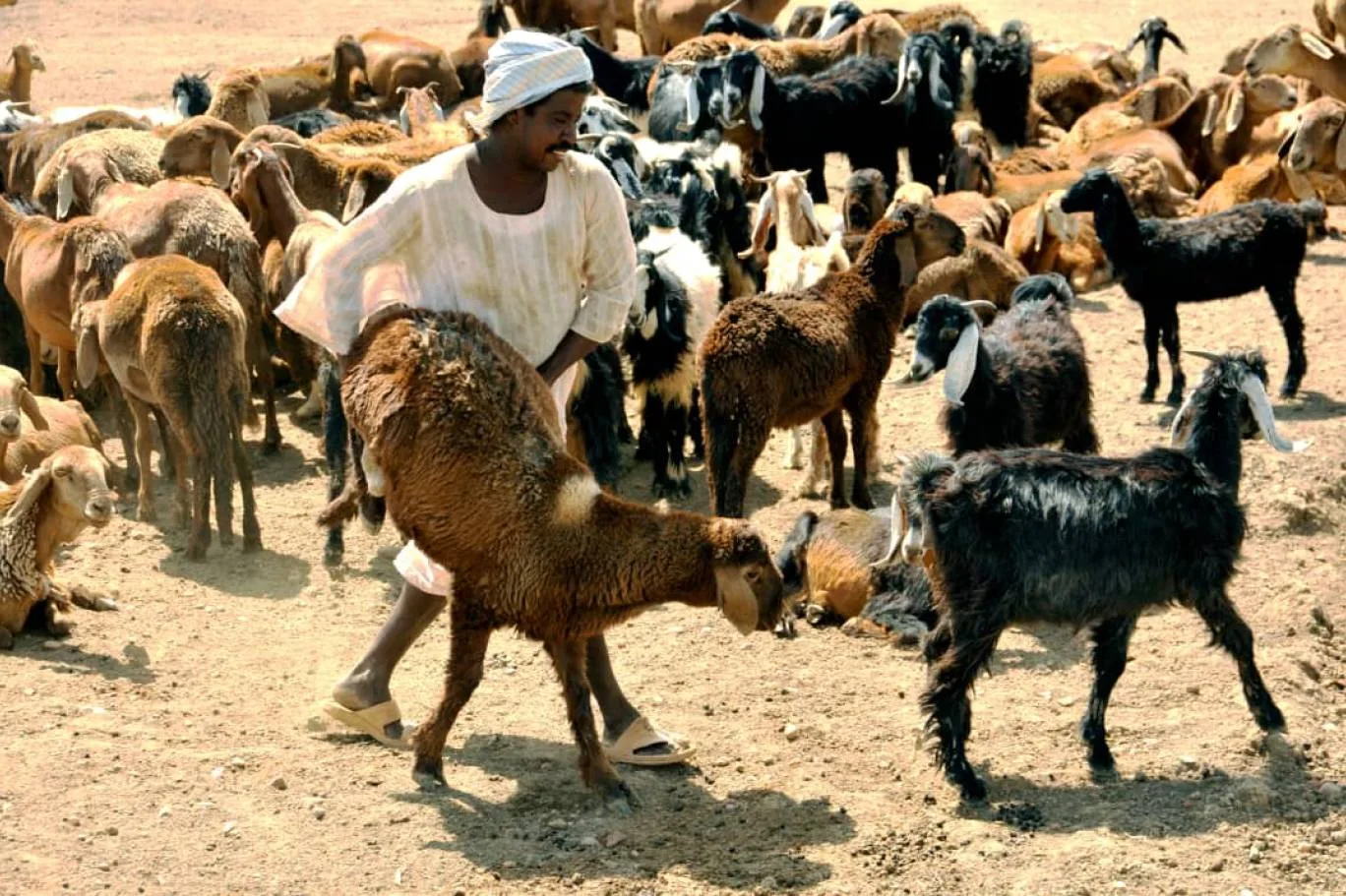 الاضاحي في السودان خروف
