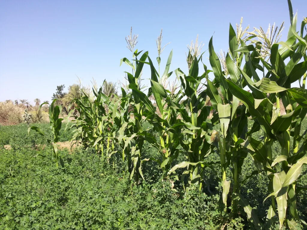 السمسم