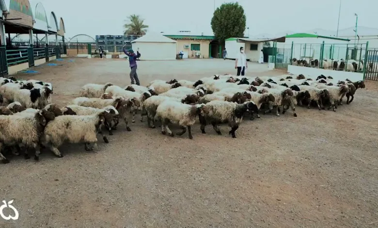 الرياض تشهد قفزة كبيرة في أسعار الأضاحي أضاحي