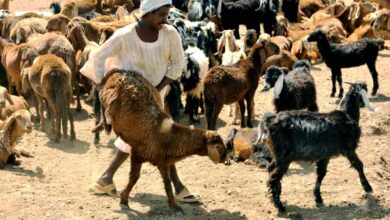 خروف أضحية في السودان