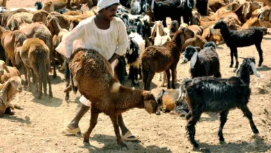 الاضاحي في السودان خروف