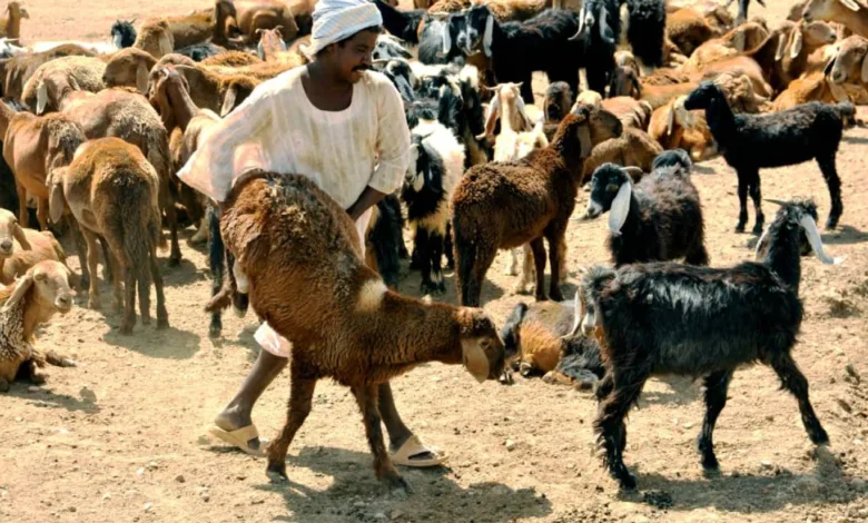 الاضاحي في السودان خروف