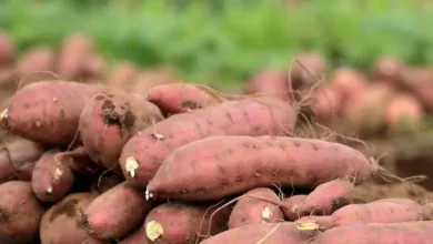 وقود حيوي جديد.. مشروع لإنتاج الإيثانول من البامبي في القضارف البامبي