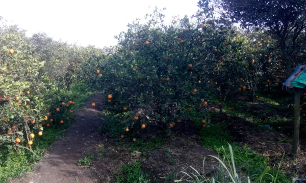 مواطن سوداني يحوّل منزله إلى مزرعة منتجة للفواكه المتنوعة على مدار العام مزرعة تنتج البرتقال