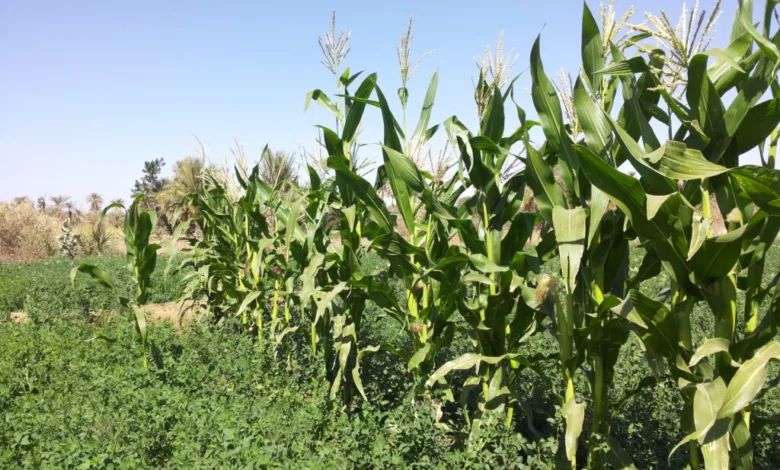 السمسم