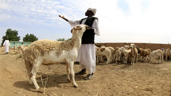 ارتفاع أسعار الأضاحي في السودان بسبب الحرب 