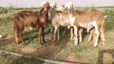 خرفان