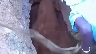 دهابة