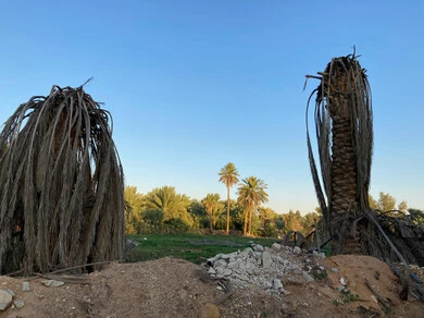 استغاثة مزارع سوداني تنتشر في الإعلام جفاف النخيل يدفع مزارع سوداني للإستغاثة العاجلة
