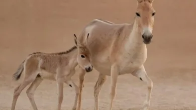 بعد 100 عام.. أندر حيوان في العالم يعود للحياة في السعودية الحمار البري