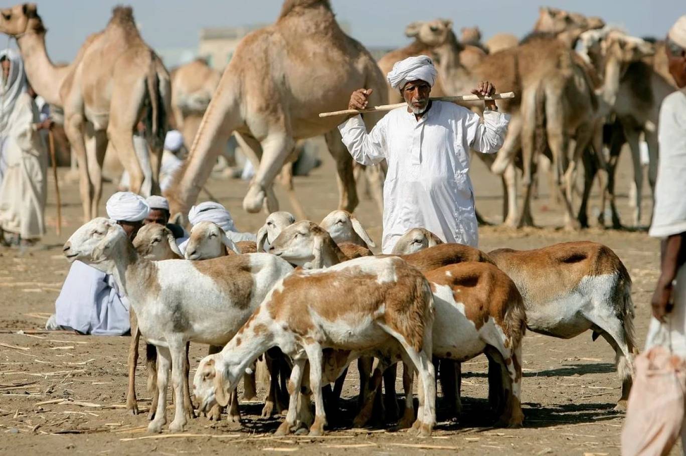 الثروة الحيوانية