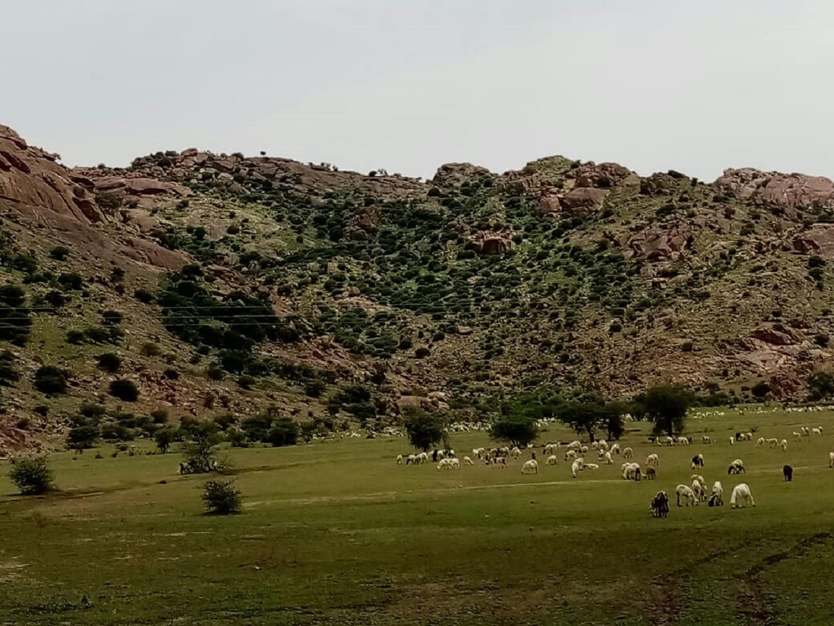 مقتل راعٍ سوداني برصاص عصابة إثيوبية مسلحة في القضارف القضارف
