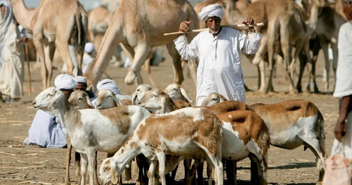 السودان يطلق أول مدينة للإنتاج الحيواني على مساحة 23 ألف فدان بولاية نهر النيل الثروة الحيوانية