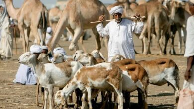 الثروة الحيوانية