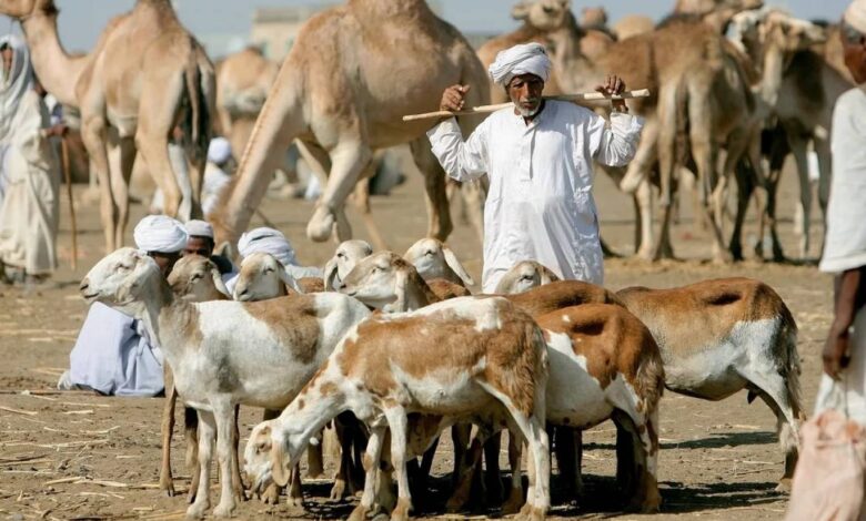 السودان يطلق أول مدينة للإنتاج الحيواني على مساحة 23 ألف فدان بولاية نهر النيل صورة رمزية للثروة الحيوانية
