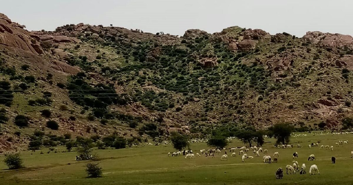 مقتل راعٍ سوداني برصاص عصابة إثيوبية مسلحة في القضارف القضارف