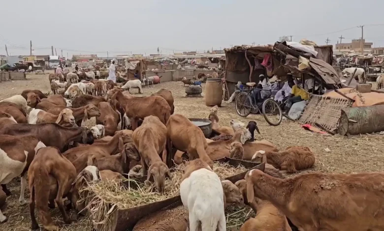 سوق قندهار للماشية يستعيد نشاطه بعد دمار الحرب في السودان سوق قندهار للماشية في أم درمان