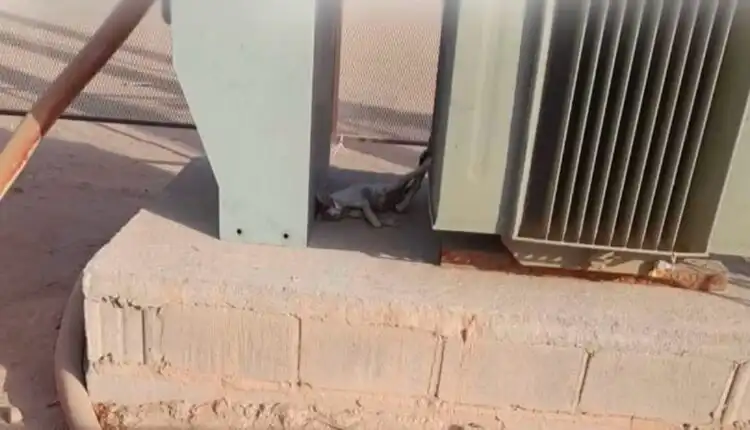 حادثة طريفة تشغل مواقع التواصل.. قطة تطفئ أنوار مدينة سودانية قطة تتسبب في قطع الكهرباء