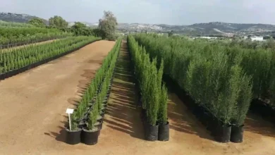 صورة توضيحية لمشتل زراعي