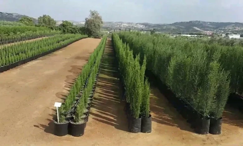 ضبط 13 مشتل تستخدم مياه الصرف الصحي لري المزروعات في جدة صورة توضيحية لمشتل زراعي